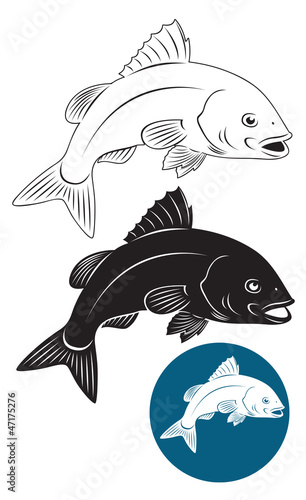 fish snapper