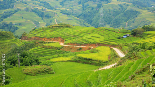Rice plantation hill