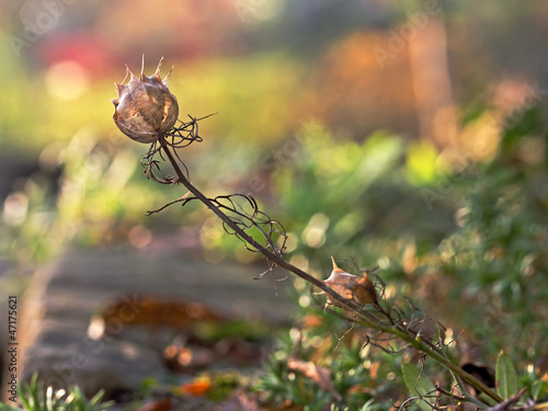 Schwarzkümmel Pflanze (Nigella sativa) photo