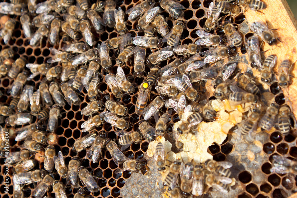 Bees on honeycomb Bees on honeycomb
