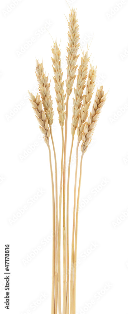 Wheat ears isolated on white background Wheat ears isolated on white background
