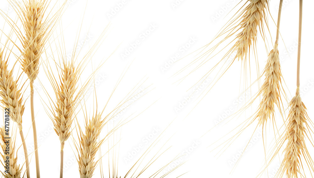 Wheat ears with space for your text Wheat ears with space for your text