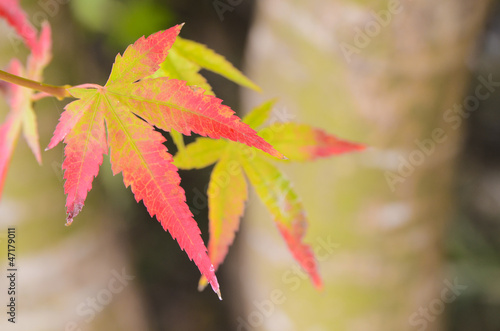 maple leaves