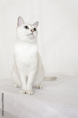 Fototapeta Naklejka Na Ścianę i Meble -  white cat