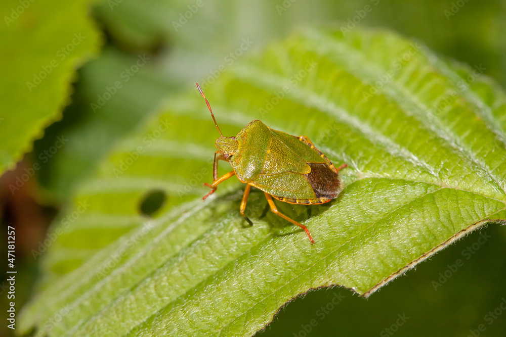 Wood bug on green sheet of a tree Wood bug on green sheet of a tree