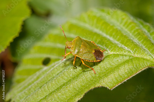Wood bug on green sheet of a tree