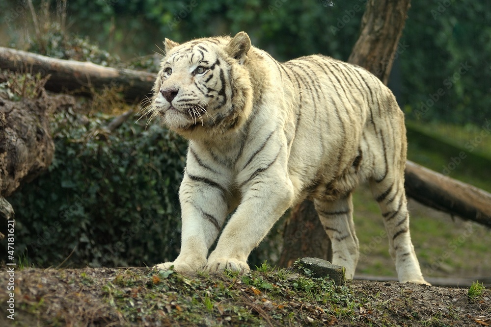 Fototapeta premium Tigre bianca siberiana