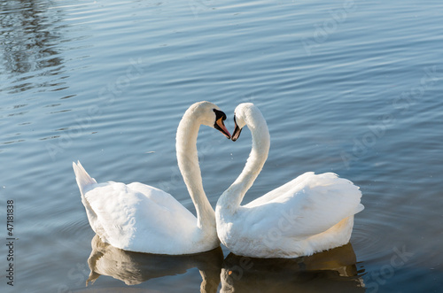 Obraz na plátně Couple of swans