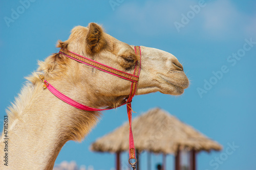 The muzzle of the African camel