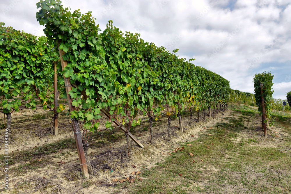 vineyards in Italy