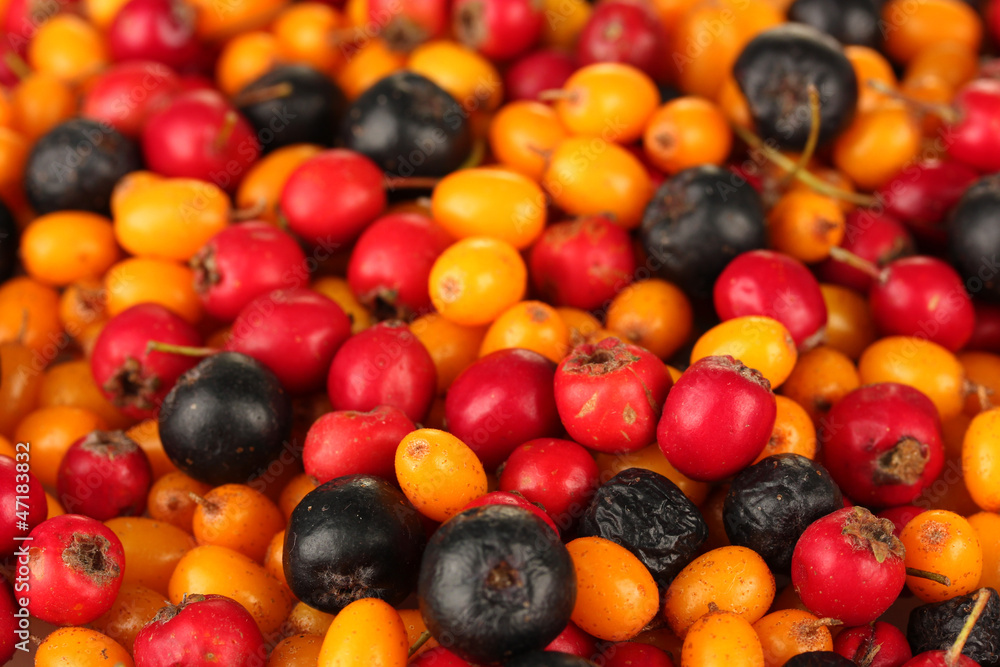 autumn berries close-up autumn berries close-up