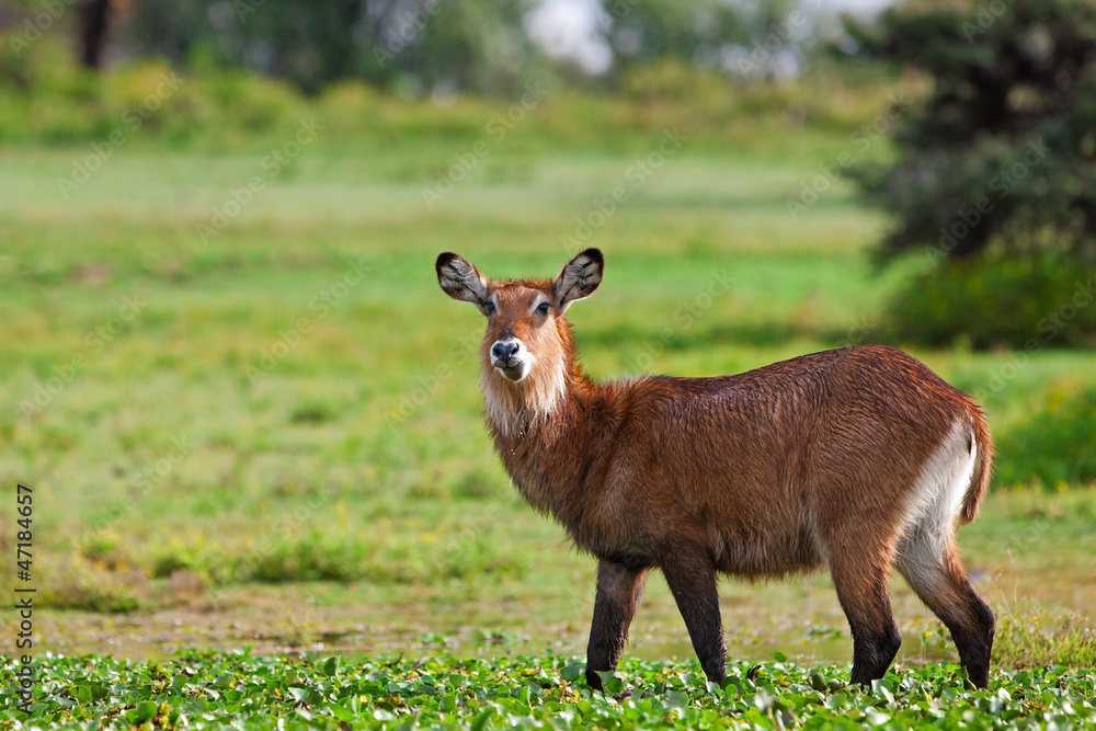 Female waterbuck, Lake Naivasha. Africa. Kenya Female waterbuck, Lake Naivasha. Africa. Kenya
