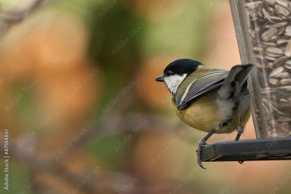 Naklejka premium Kohlmeise am Futterhaus
