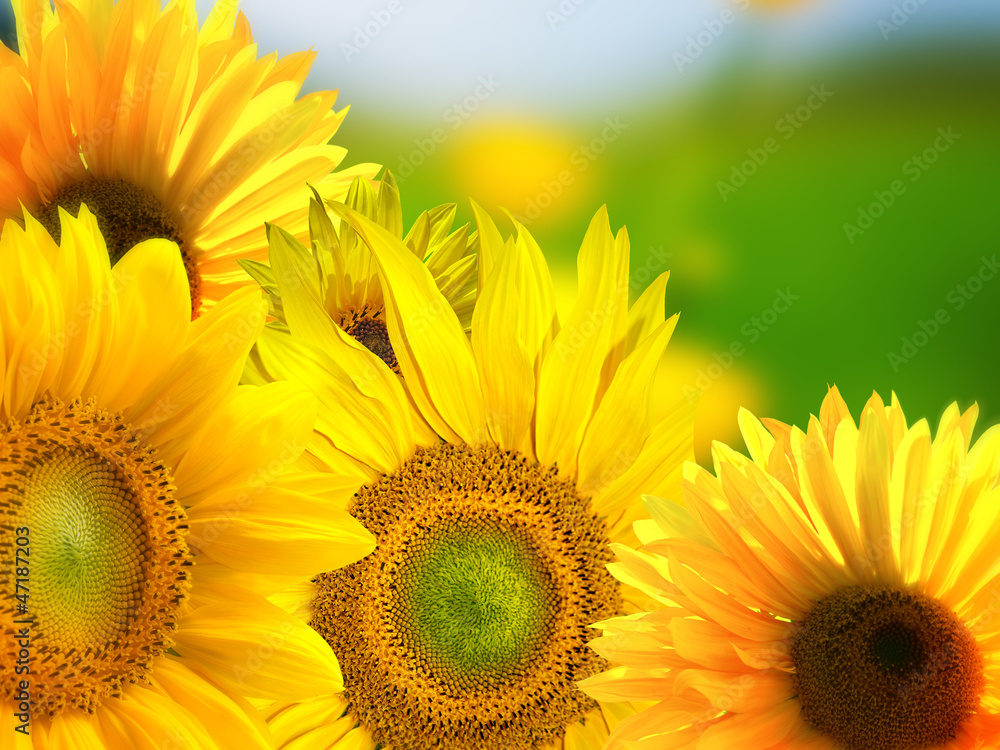 Obraz premium Sunflowers background