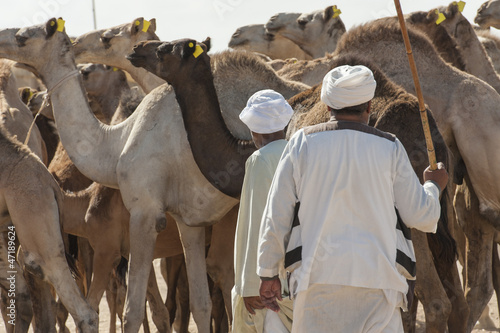Canvas-taulu Two bedouin traders at an african camel market