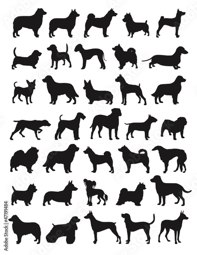 Popular dog breeds