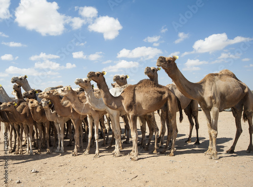Dromedary camels at an African market