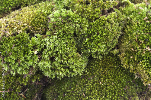 Moss background