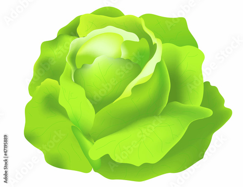Vector cabbage