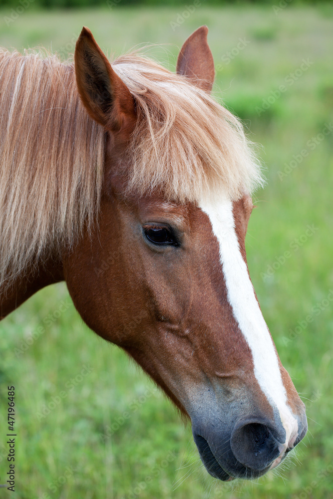 Fototapeta premium Głowa konia czerwonego