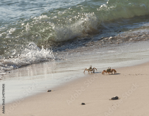 Foto Red Sea ghost crabs on the beach