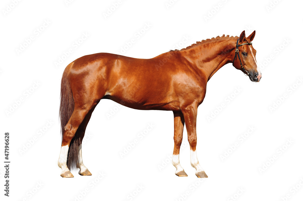 Fototapeta premium Trakehner stallion on white