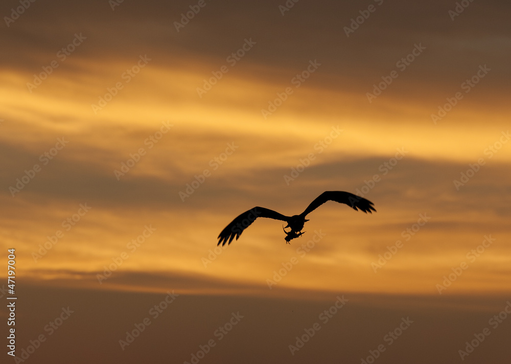 Naklejka premium Large hunting osprey bird in flight at sunset