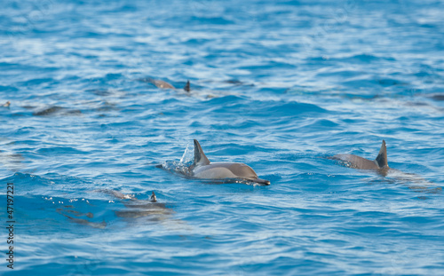 Spinner dolphins surfacing in a lagoon © Paul Vinten