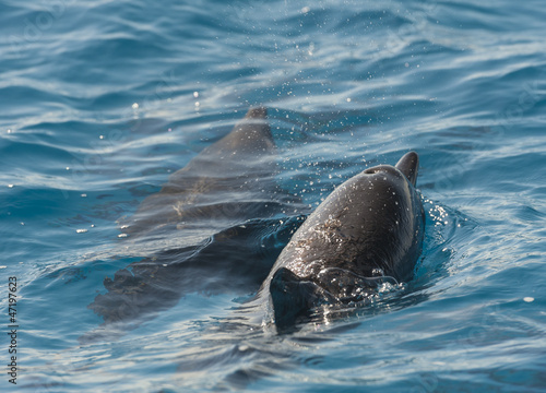 Spinner dolphins surfacing in a lagoon