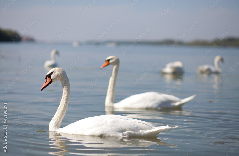 white swans on river
