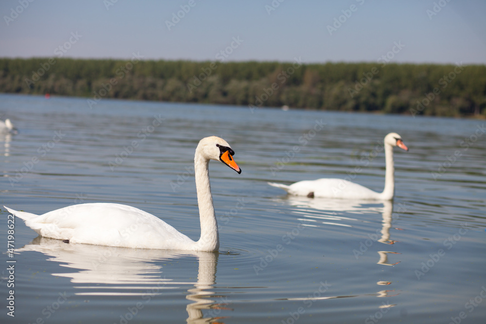 Obraz premium swans