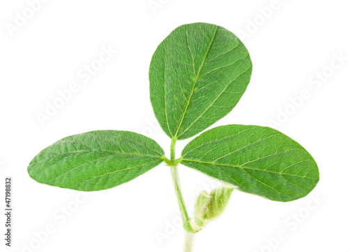 Soy leaf
