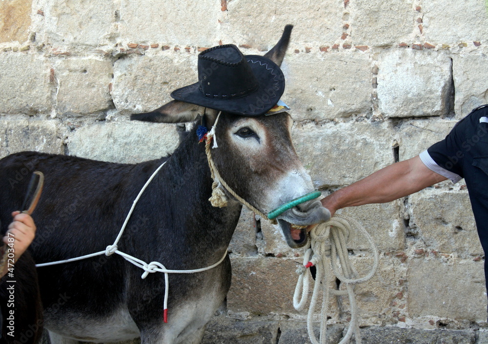 asino con il cappello Stock Photo | Adobe Stock