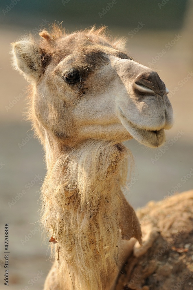 Obraz premium Dromedario