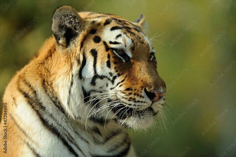 Obraz premium Tigre siberiana