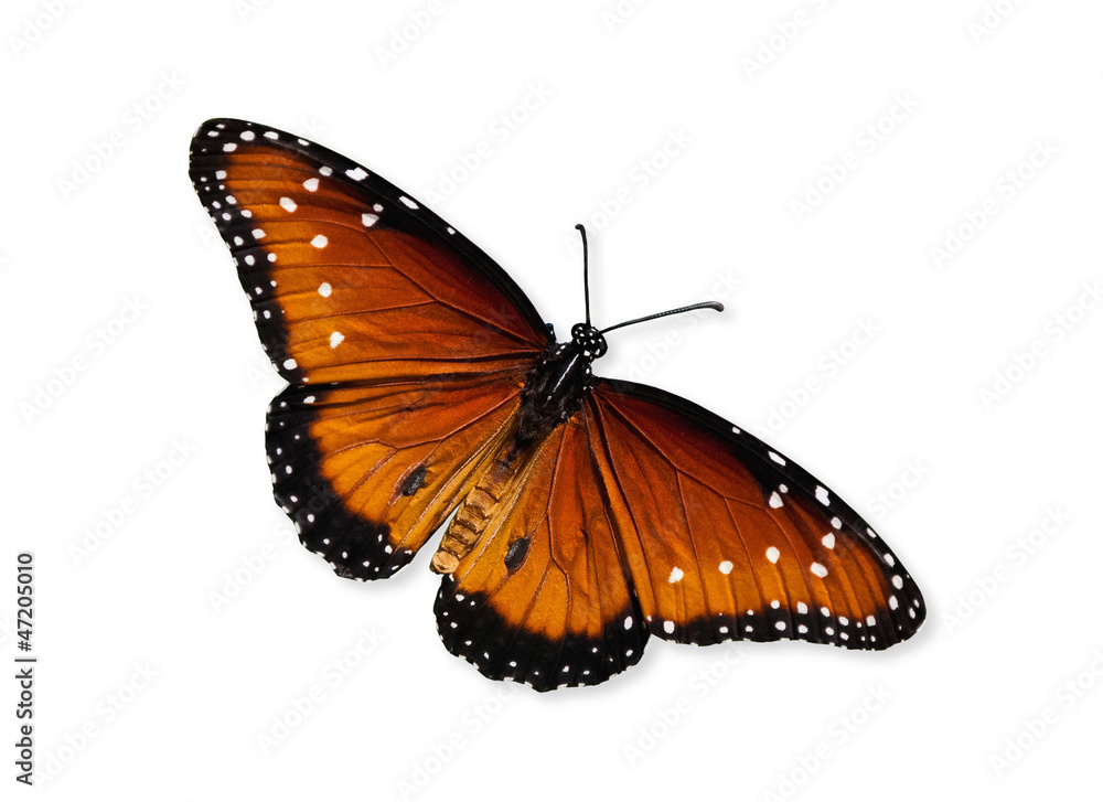 Naklejka premium Queen butterfly