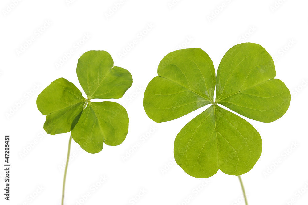 Pair of three Leaf Clover isolated on white Pair of three Leaf Clover isolated on white