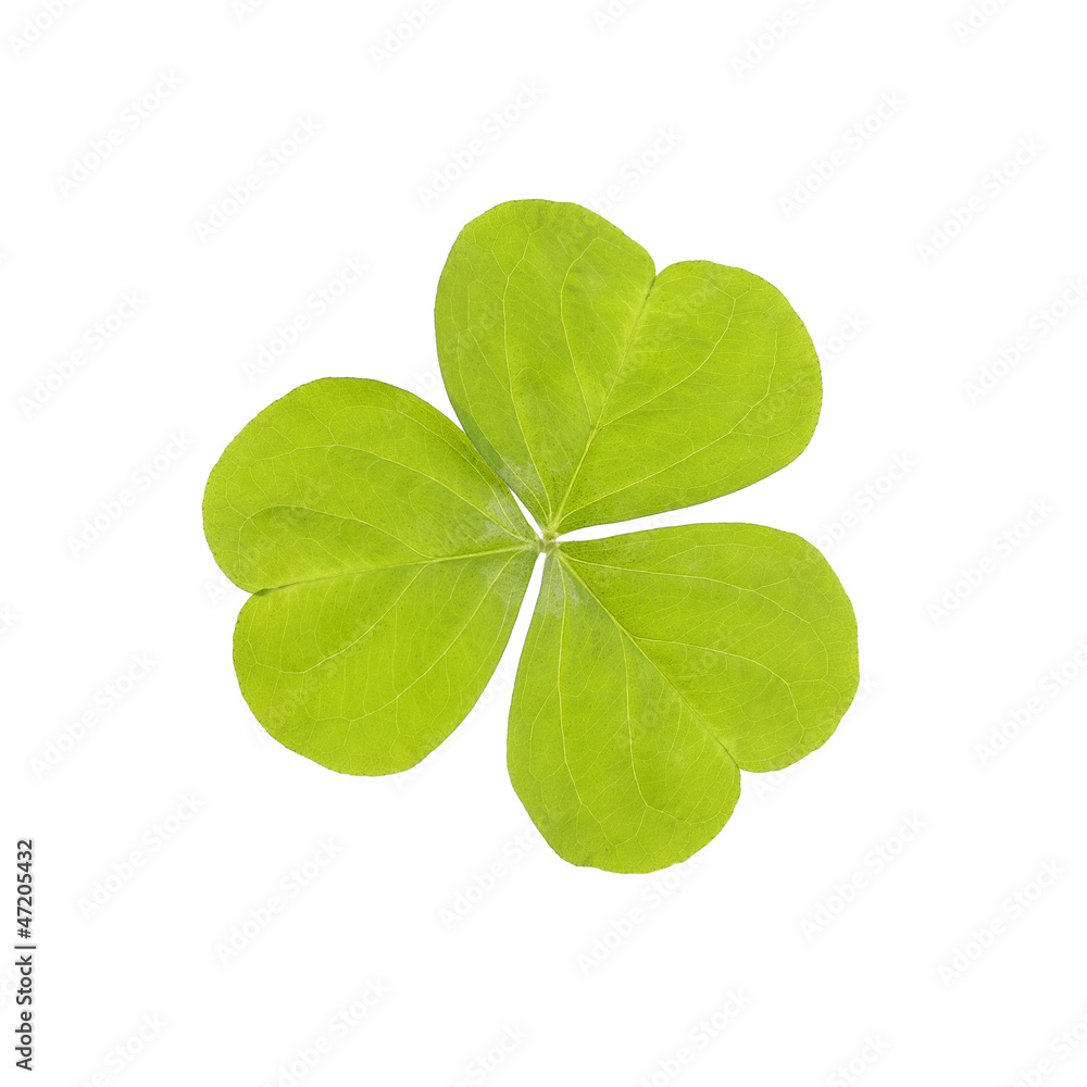 Three Leaf Clover Three Leaf Clover
