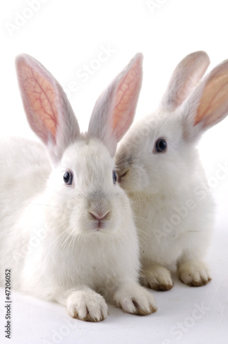 Couple rabbits. © camellias