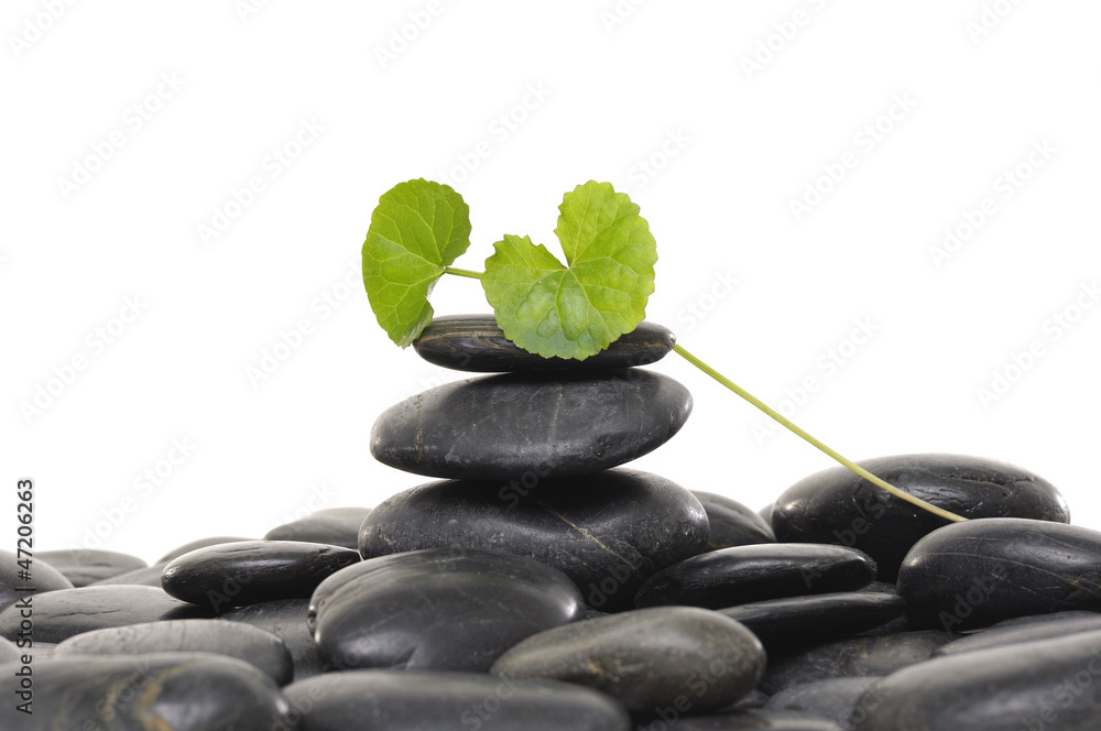 pebbles stones with spring green leaf pebbles stones with spring green leaf