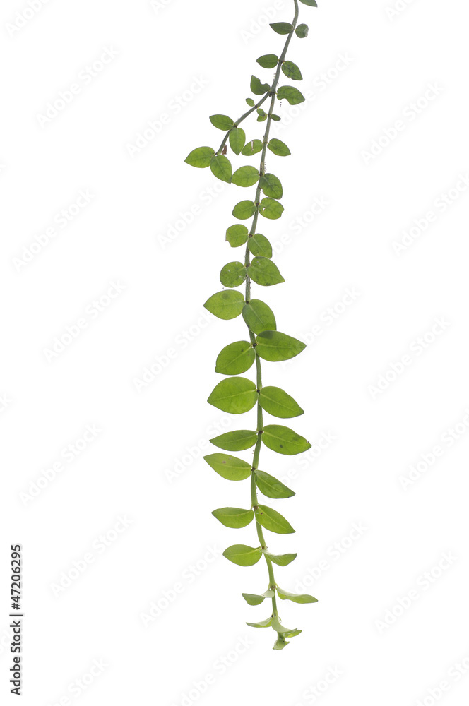 green fern leaf with reflection green fern leaf with reflection