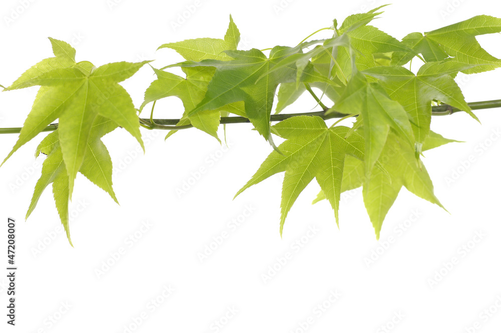 Green ivy with copy space Green ivy with copy space