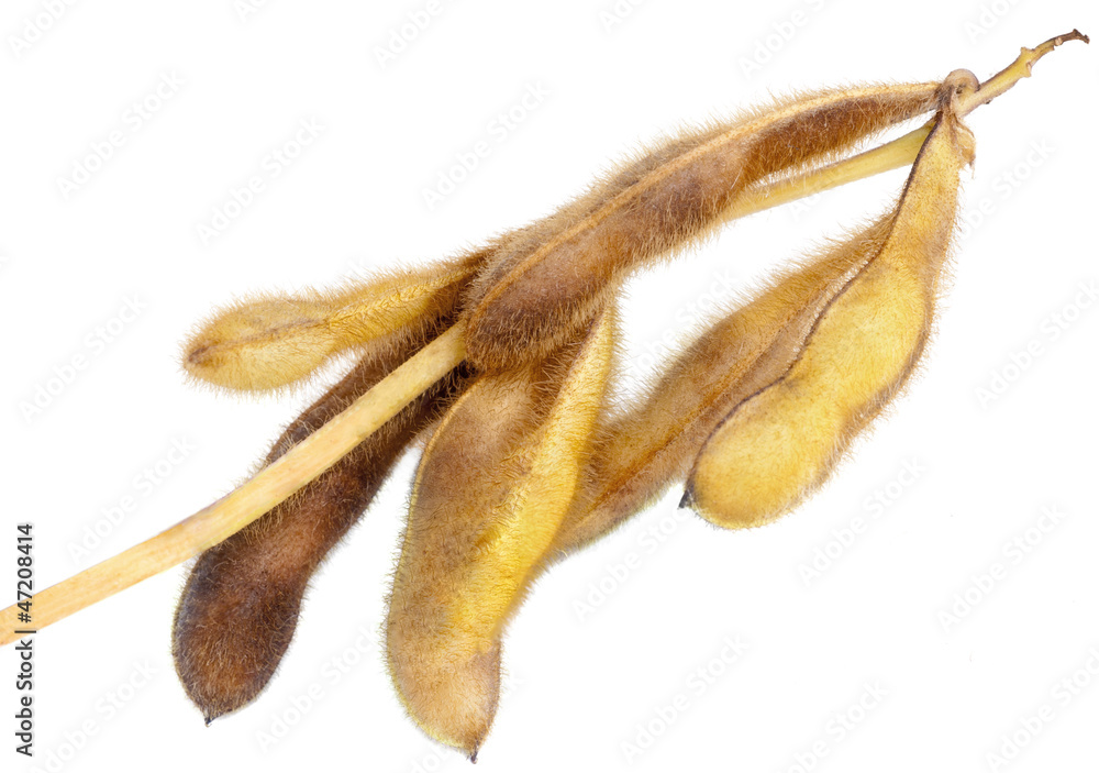 Soy Beans isolated on white background Soy Beans isolated on white background