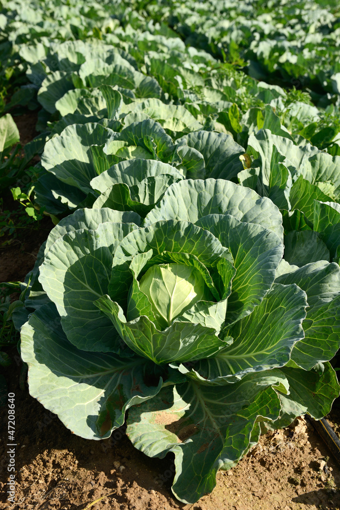 Naklejka premium cabbage field