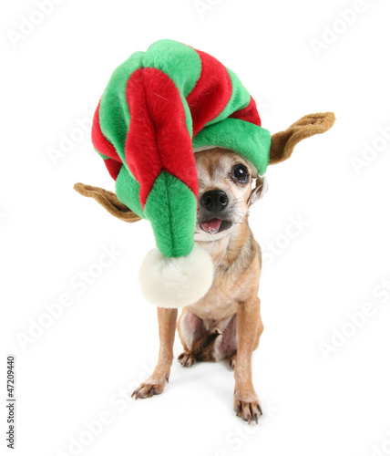Fototapeta Naklejka Na Ścianę i Meble -  a cute chihuahua in a christmas hat
