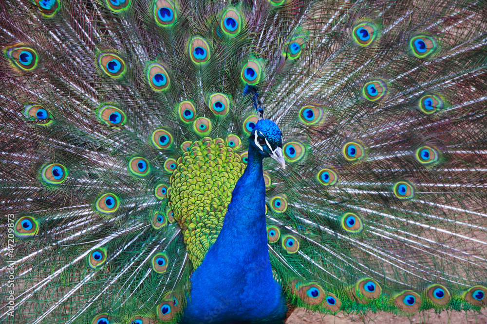 Obraz premium Peacock