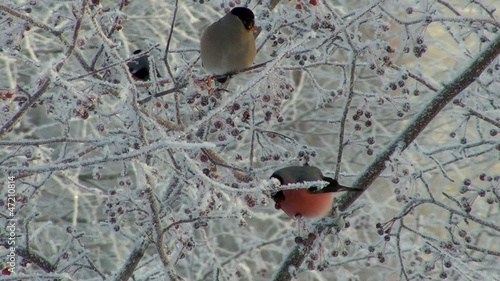Bullfinch
