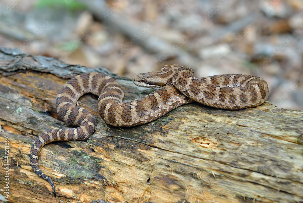 Obraz premium Snake (Agkistrodon saxatilis) 20