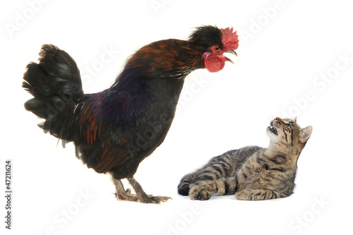 Obraz na płótnie black cock and cat