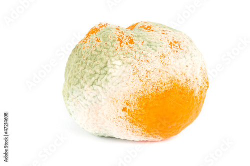 Photography Moldy orange isolated on white